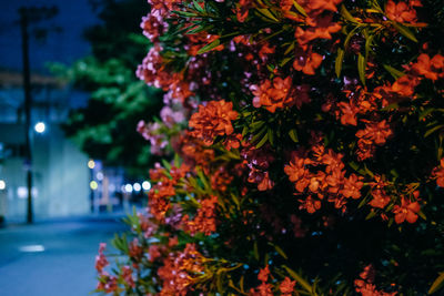 Close-up of flowering plant at night