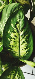 High angle view of fresh green leaf