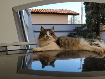 Cat sitting on a window