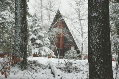 View of christmas tree in winter