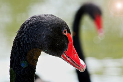 Close-up of swan in lake