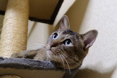 Low angle view of cat looking away