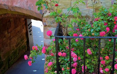 Pink flowering plants on wall of building