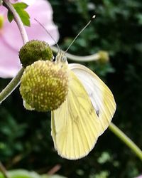 Close-up of butterfly pollinating on flower