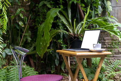 Potted plant on table and chair in yard