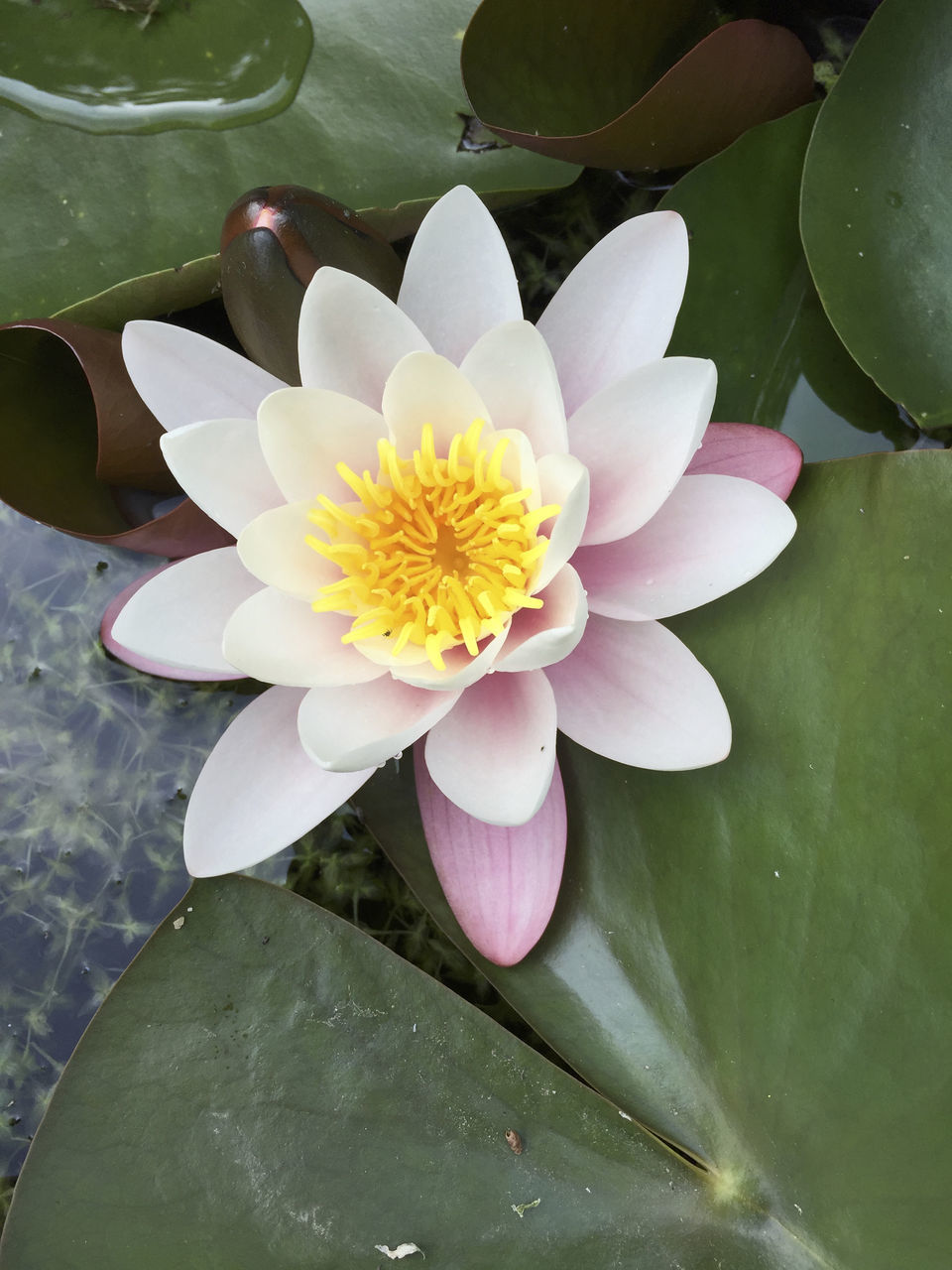 CLOSE-UP OF WATER LILIES IN LAKE