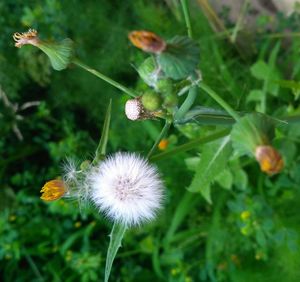 Close-up of poppy blooming outdoors