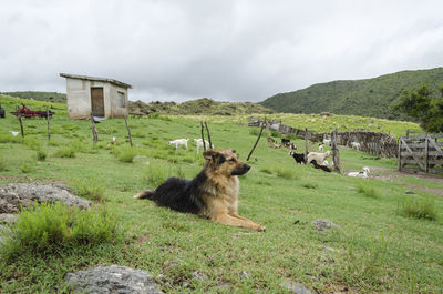 View of a sheep on landscape