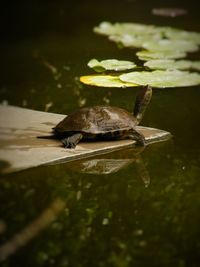 Close-up of frog on plant in lake