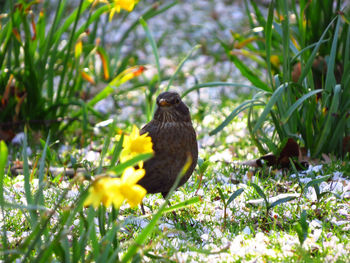 Bird between cherry blossom and daffodils