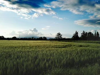 Scenic view of agricultural field against sky