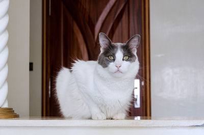 Portrait of a cat looking away