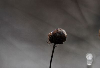 Close-up of flower against the sky