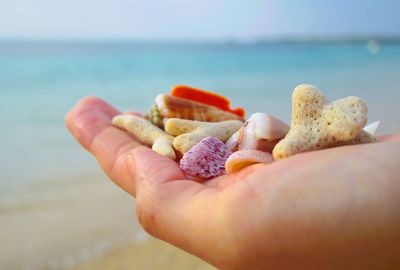 Cropped image of hand holding sea shells against sea