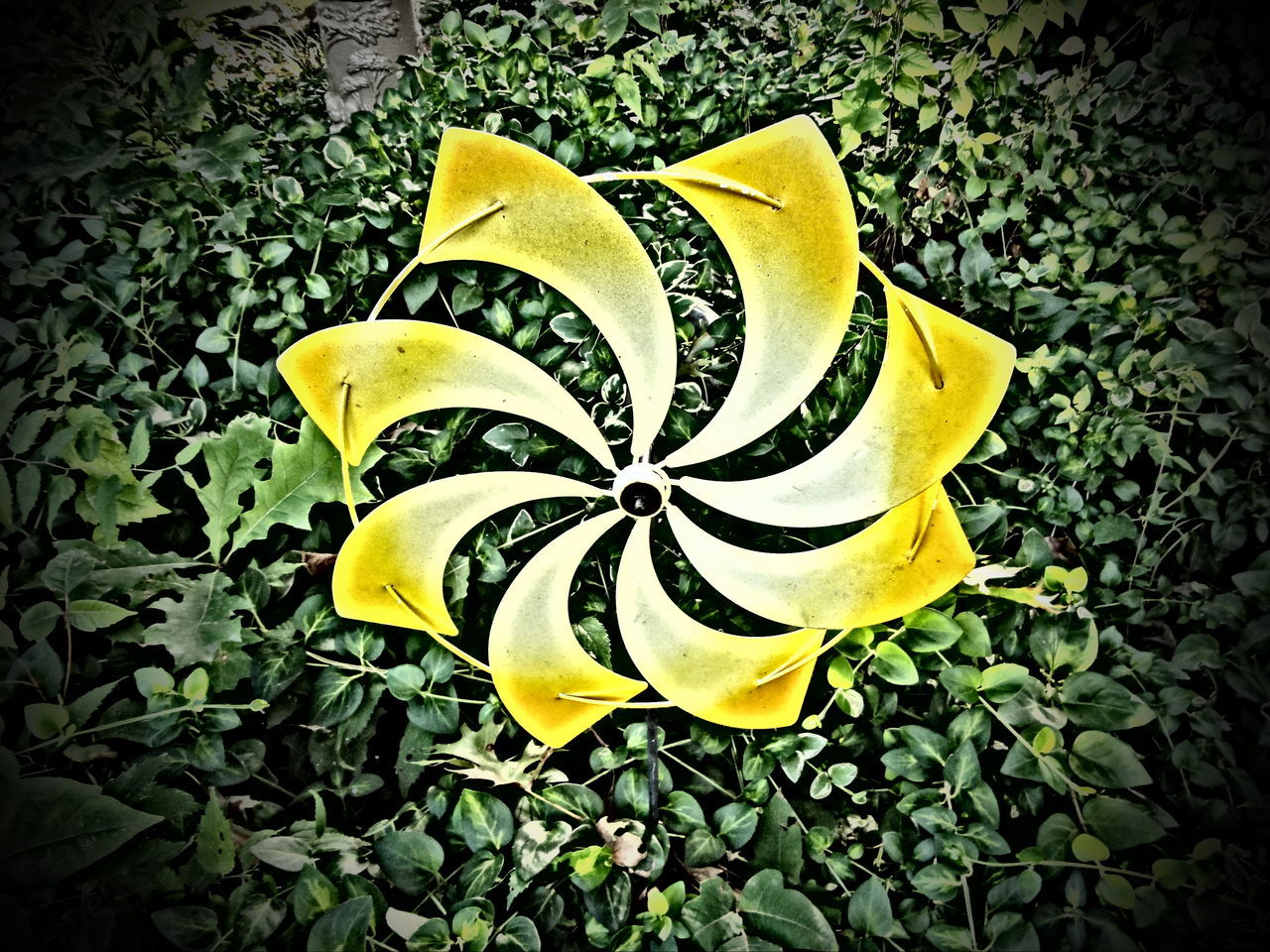 CLOSE-UP OF YELLOW FLOWERS