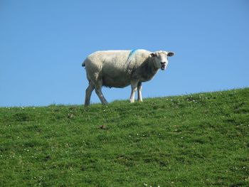 Cow grazing on field against clear sky