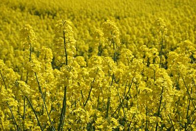 Full frame shot of fresh yellow flower field