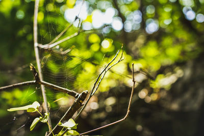 Close-up of wet spider web on plant