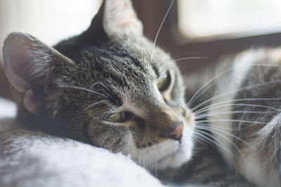 Close-up of cat sleeping