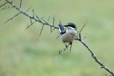 Close-up of bird perching on branch