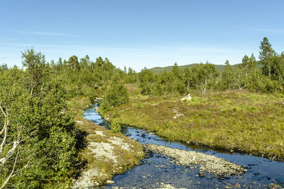 Scenic view of river amidst trees against sky