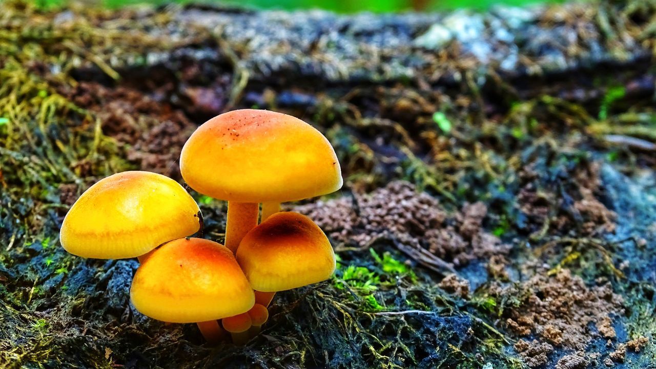 CLOSE-UP OF MUSHROOM ON FIELD