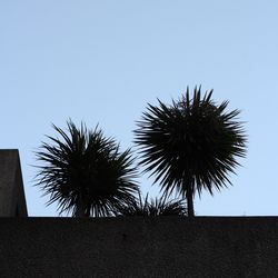 Low angle view of palm tree against clear sky