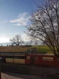 Bare trees against sky