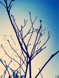 Low angle view of bare tree against blue sky