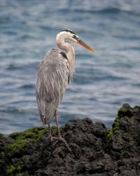 Bird perching on rock