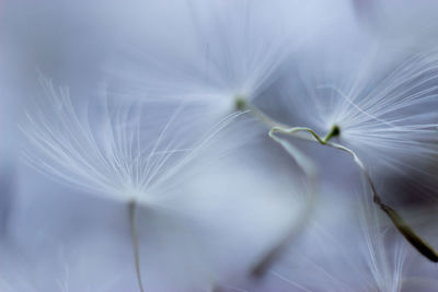 Close-up of white dandelion flower