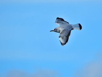 Low angle view of seagull flying