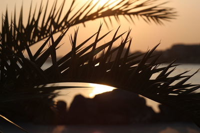 Close-up of silhouette palm tree against sky during sunset