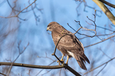 Low angle view of bird perching on tree