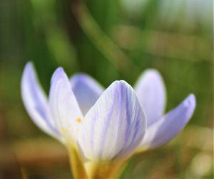 Close-up of white crocus flower