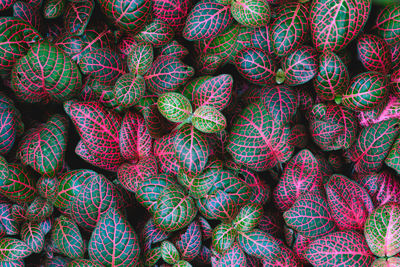 Full frame shot of multi colored candies for sale