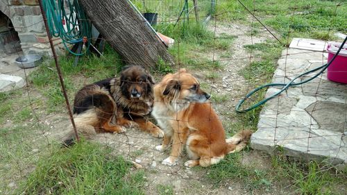 Dog relaxing on grassy field