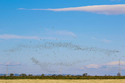 Flock of birds flying in sky