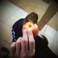 Close-up of hand feeding squirrel