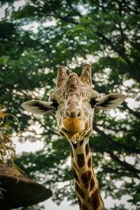 Portrait of giraffe in zoo