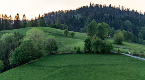 Scenic view of trees on field against sky