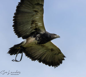 Low angle view of bird flying