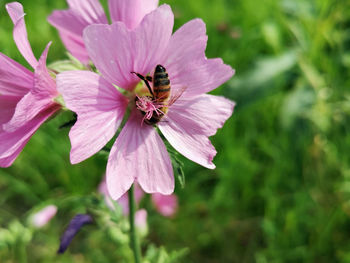 Close-up of bee pollinating on purple flower