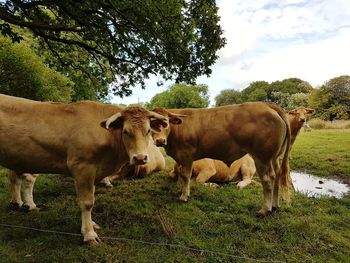 Cows standing in a field