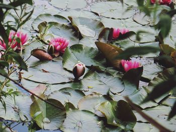 Close-up of pink flowers