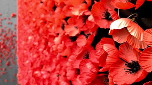 Close-up of red flowers