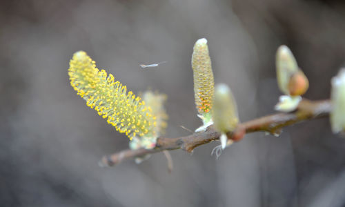 Close-up of yellow flower buds