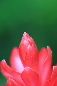 Close-up of red rose flower