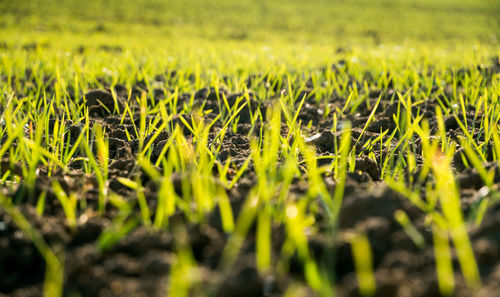Close-up of crops growing on field