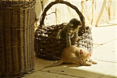 High angle view of kittens with baskets on footpath